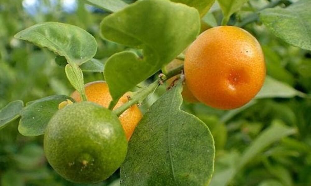 nurserylive-mosambi-sweet-lime-grafted-plant